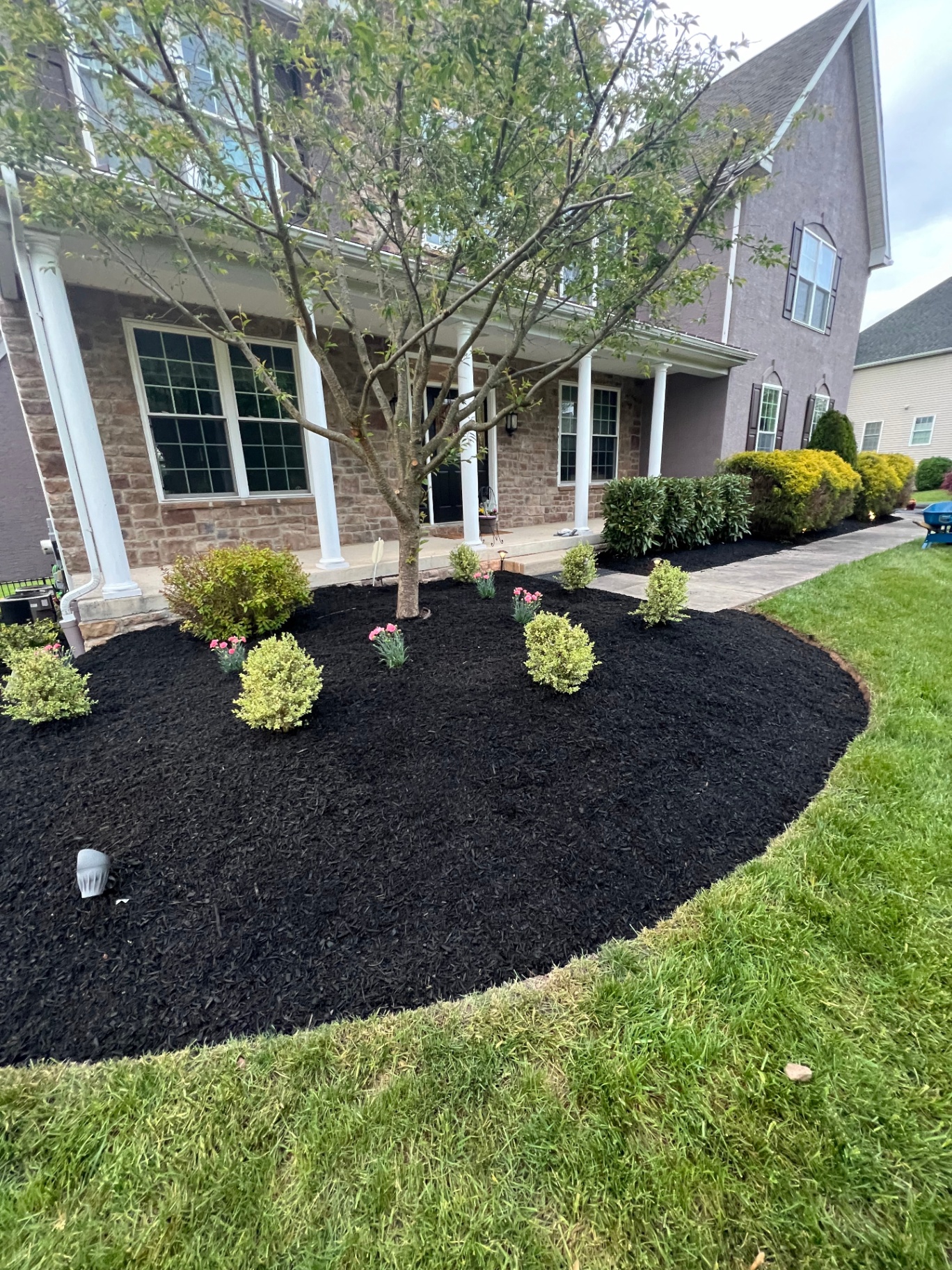 Fresh black mulch bed around a specimen tree