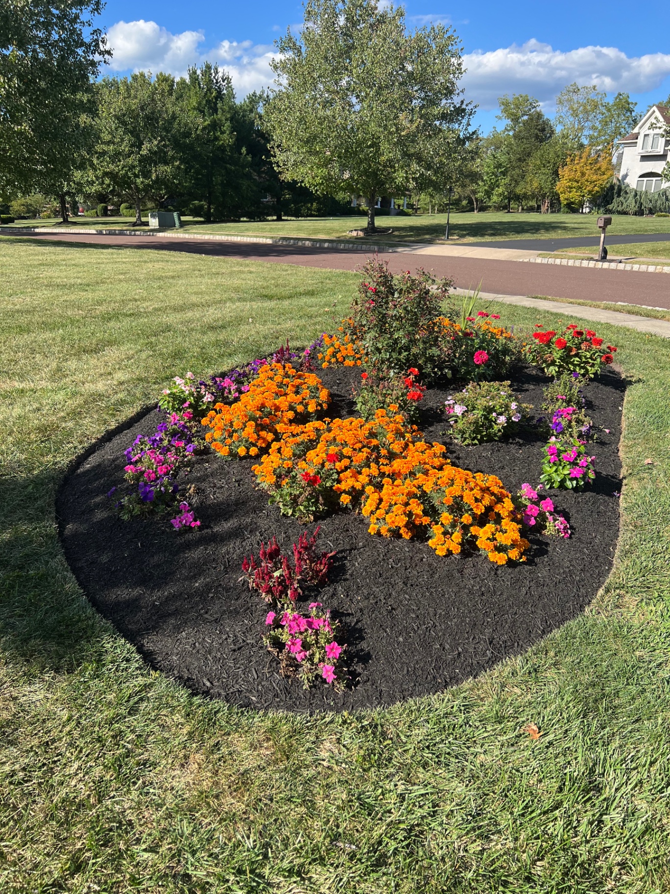Colorful annual flower bed planted with marigolds, petunias, and zinnias in fresh black mulch