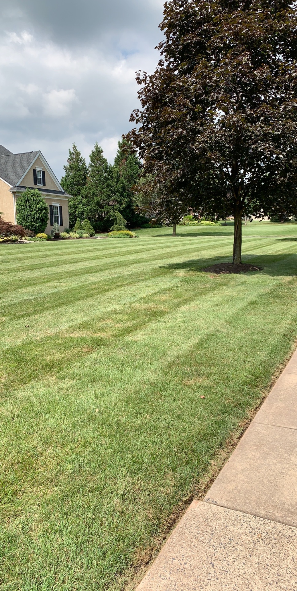 Freshly mowed lawn with clean stripes at a residential property